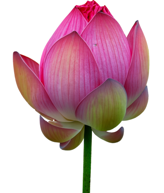 THÀNH TÍCH NỔI BẬT