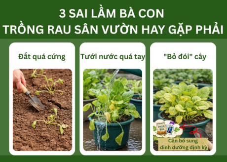 3 SAI LẦM BÀ CON TRỒNG RAU SÂN VƯỜN HAY GẶP PHẢI 
